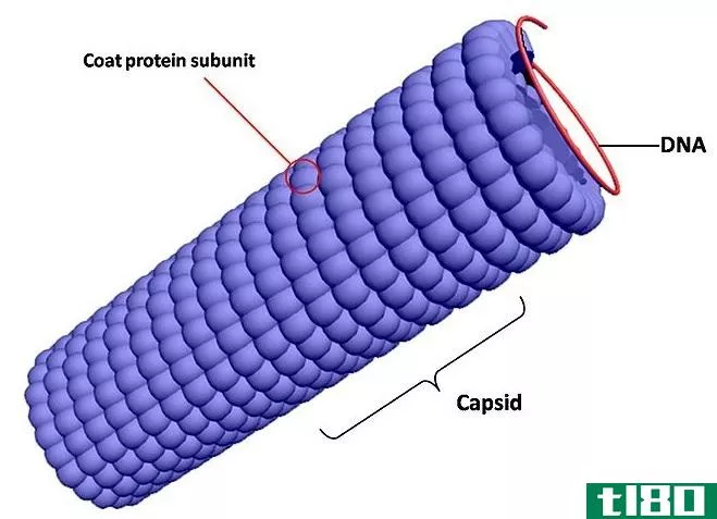 衣壳(capsid)和核衣壳(nucleocapsid)的区别