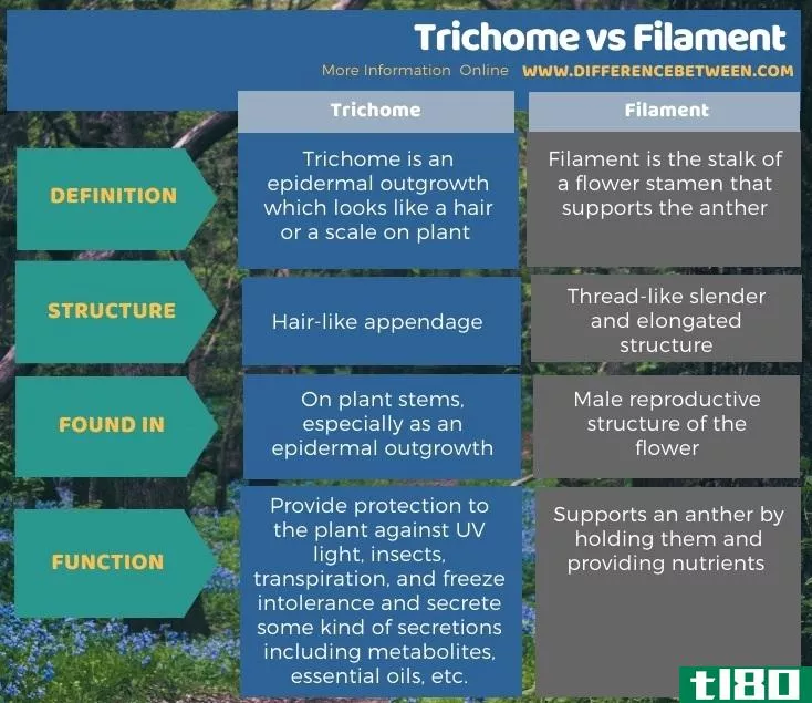 毛状体(trichome)和长丝(filament)的区别