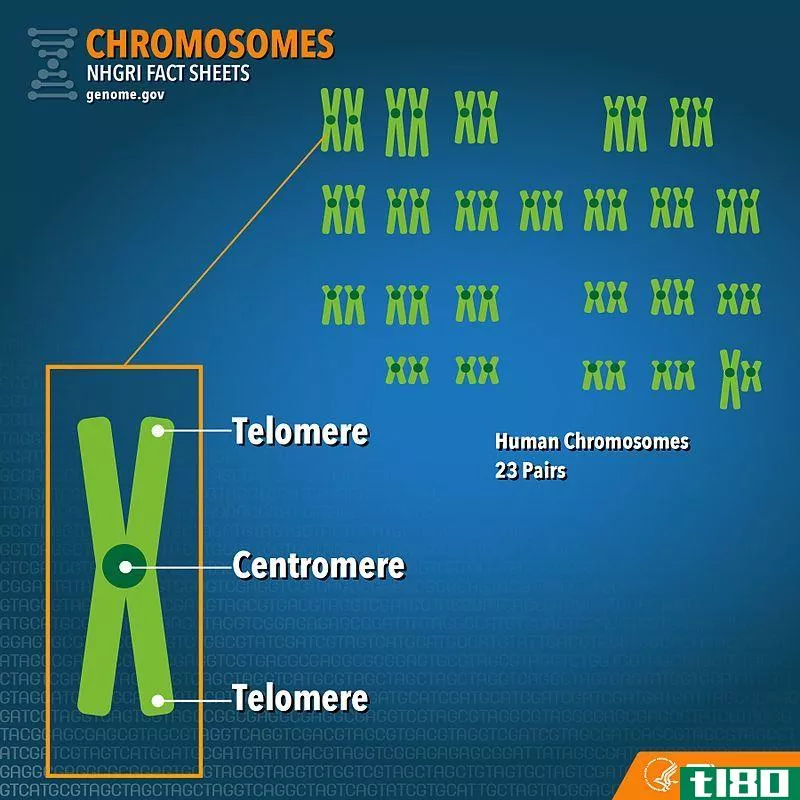 常染色体(autosomes)和染色体(chromosomes)的区别
