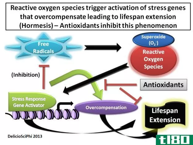 抗氧化剂(antioxidants)和植物化学制品(phytochemicals)的区别