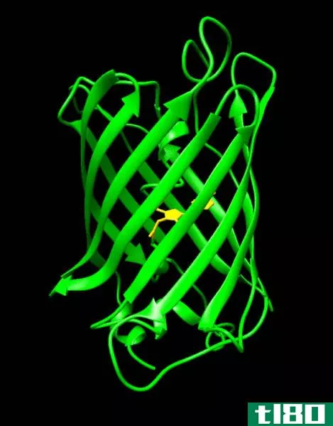 绿色荧光蛋白(gfp)和表皮生长因子(egfp)的区别
