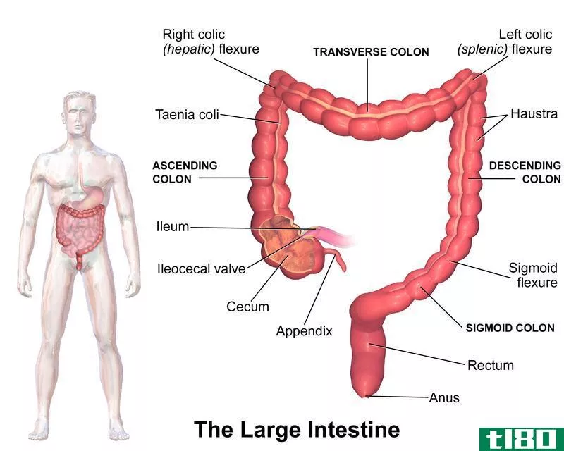 盲肠(cecum)和附录(appendix)的区别