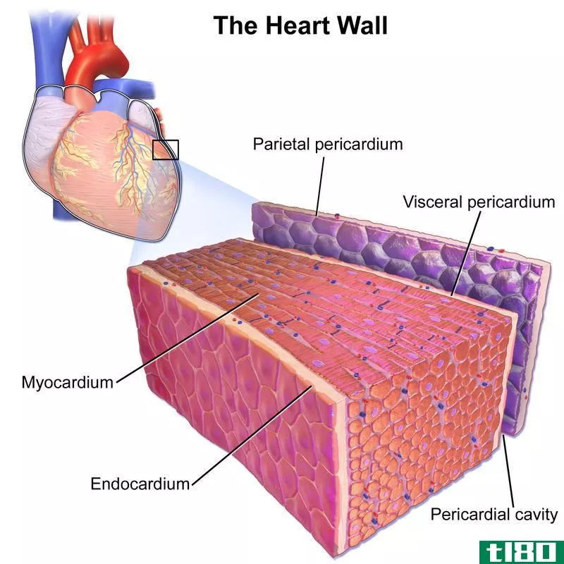 心肌(myocardium)和心包(pericardium)的区别