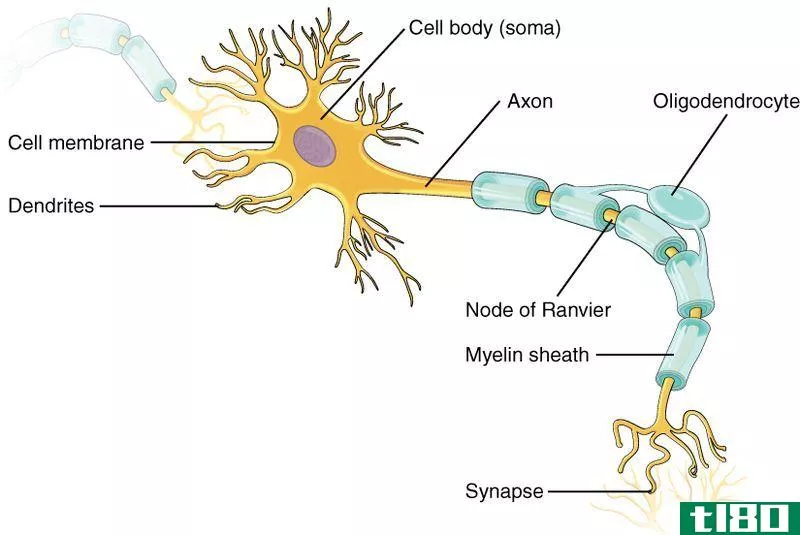 肾单位(nephron)和神经元(neuron)的区别