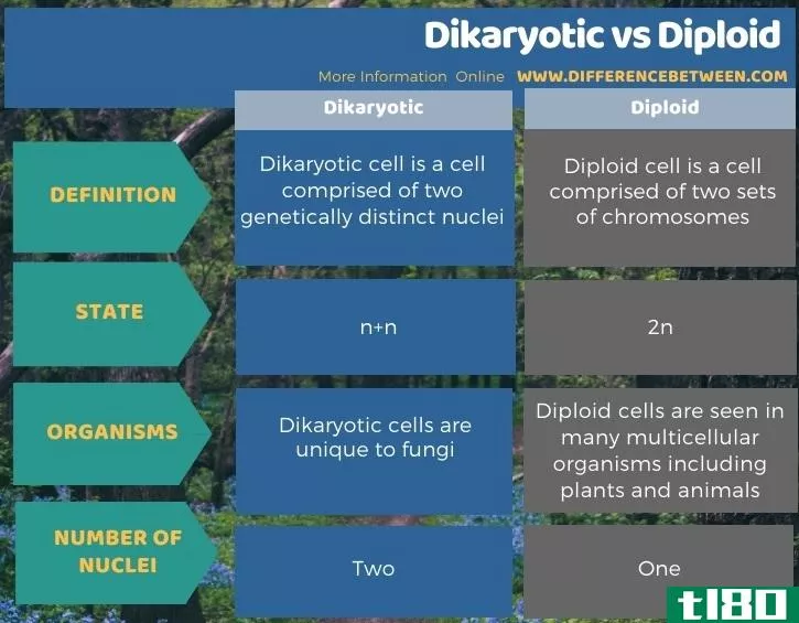 双核(dikaryotic)和二倍体(diploid)的区别