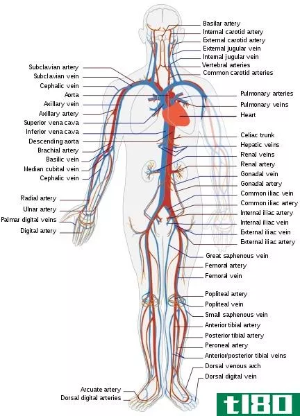 开放式循环系统(open circulatory system)和闭式循环系统(closed circulatory system)的区别