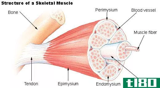 肌内肌(endomysium)和肌膜(sarcolemma)的区别