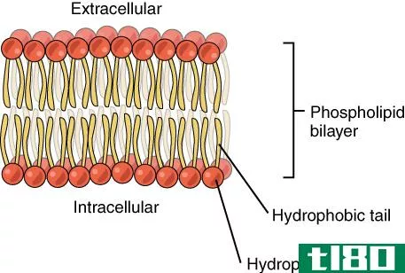 糖脂(glycolipids)和磷脂(phospholipids)的区别