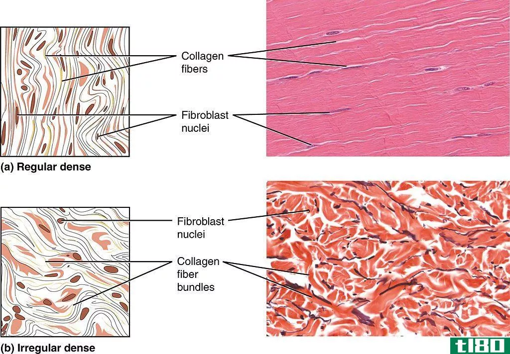 稠密规则(dense regular)和致密不规则结缔组织(dense irregular connective tissue)的区别