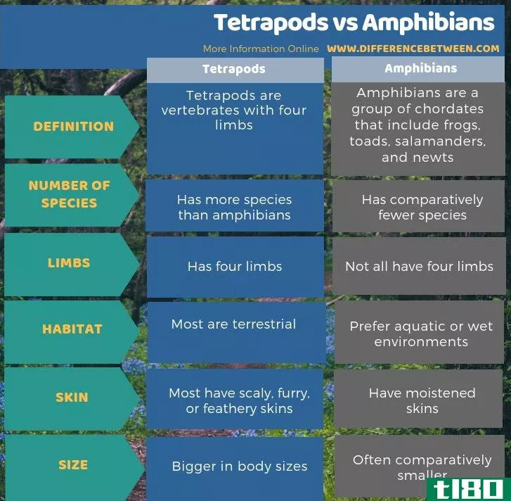 四足动物(tetrapods)和两栖动物(amphibians)的区别