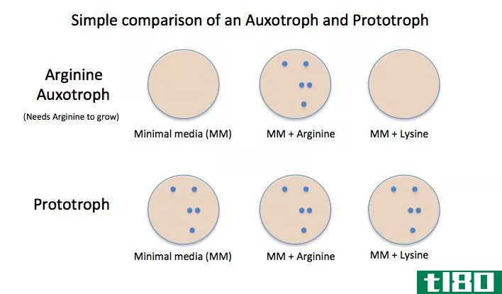 营养缺陷型(auxotrophs)和原养型(prototrophs)的区别