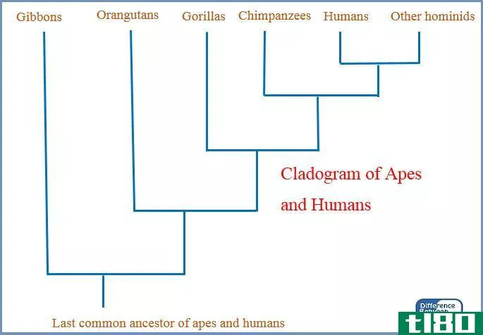 分支图(cladogram)和系统发育树(phylogenetic tree)的区别