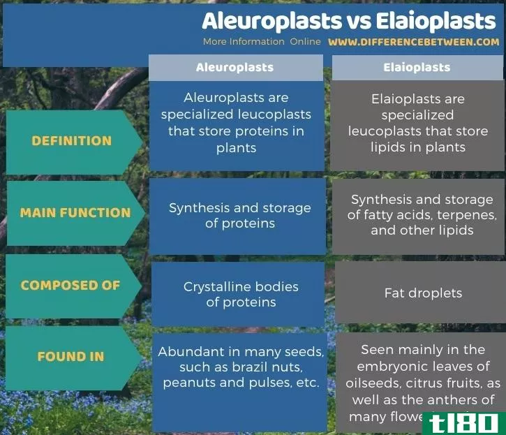 糊粉体(aleuroplasts)和油粒体(elaioplasts)的区别