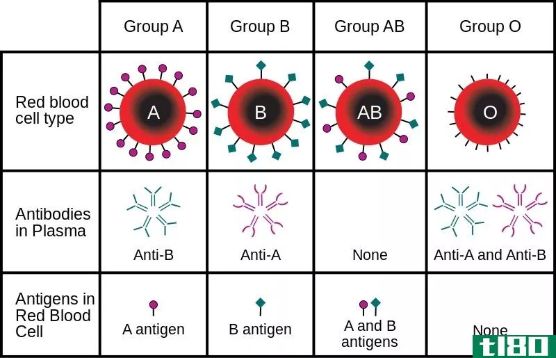 孟买血型(bombay blood group)和o血型(o blood group)的区别