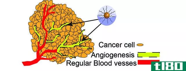 血管生成(vasculogenesis)和血管生成(angiogenesis)的区别