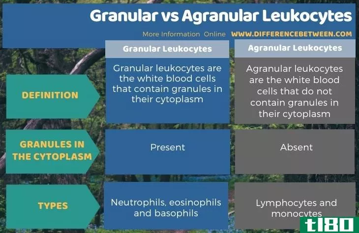 颗粒状(granular)和无颗粒白细胞(agranular leukocytes)的区别