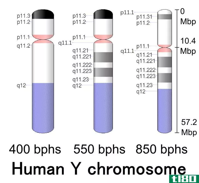十(x)和y染色体(y chromosomes)的区别