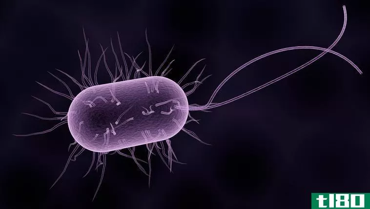 细菌(bacteria)和古细菌(archaea)的区别