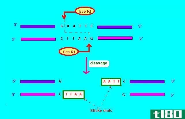 i型(type i)和Ⅱ型限制酶(type ii restriction enzyme)的区别