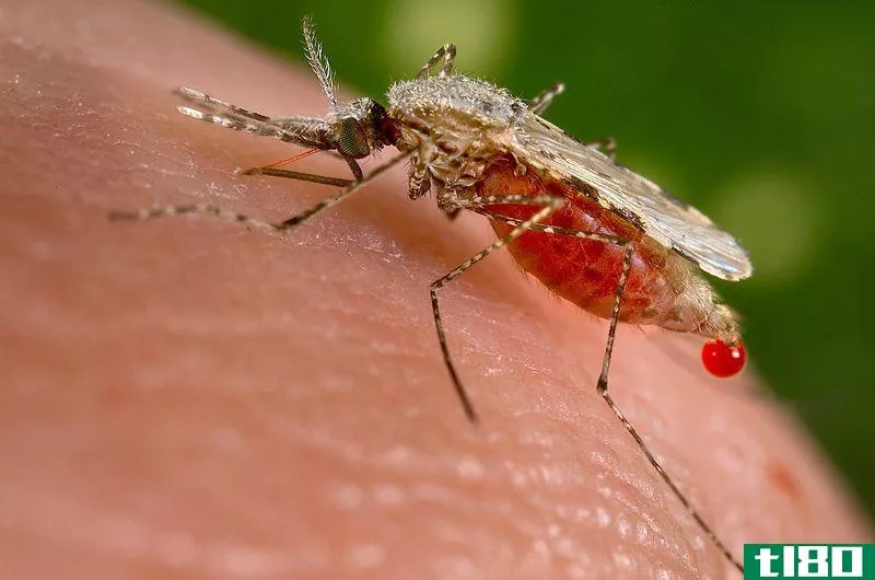 疟疾(malaria)和西尼罗河病毒(west nile virus)的区别