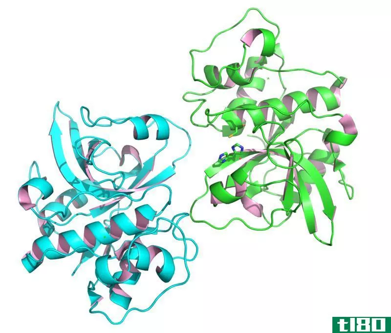 水解酶(hydrolase)和转移酶(transferase)的区别