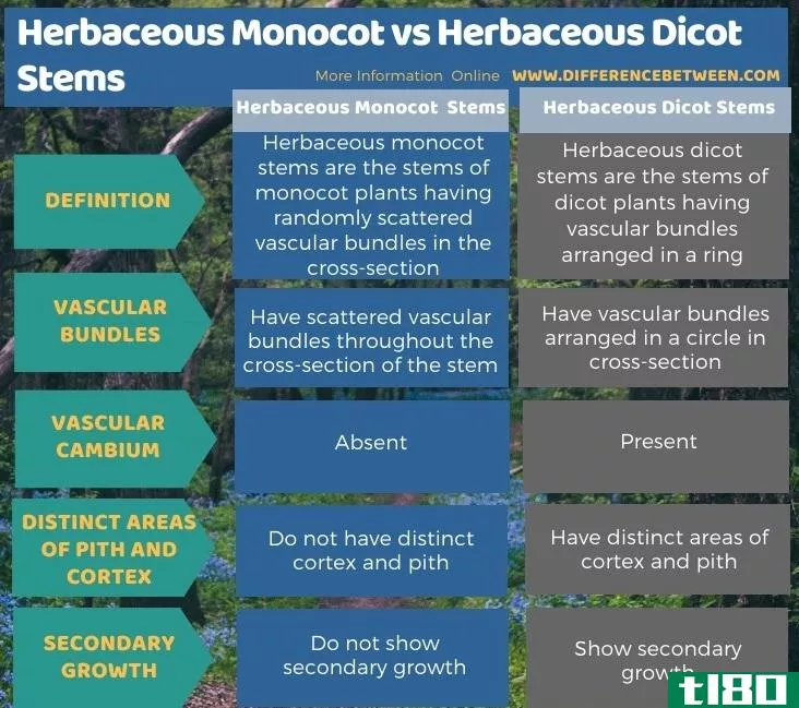 草本单子叶植物(herbaceous monocot)和草本双子叶茎(herbaceous dicot stems)的区别
