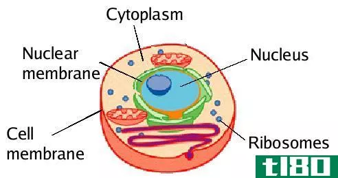 细胞膜(cell membrane)和细胞质(cytopla**)的区别