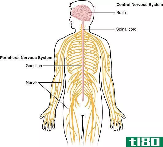 神经(nerve)和静脉(vein)的区别