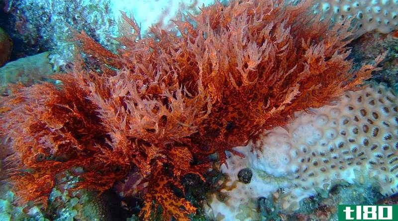 红藻(red algae)和褐藻(brown algae)的区别