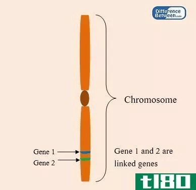 链接(linked)和非连锁基因(unlinked genes)的区别