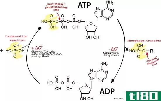 葡萄糖(glucose)和atp(atp)的区别