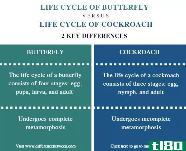 蝴蝶的生命周期(life cycle of butterfly)和蟑螂(cockroach)的区别