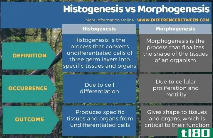 组织发生(histogenesis)和形态发生(morphogenesis)的区别