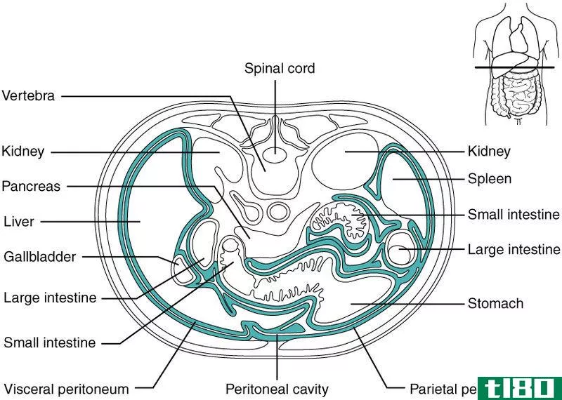 腹腔内(intraperitoneal)和腹膜后(retroperitoneal)的区别