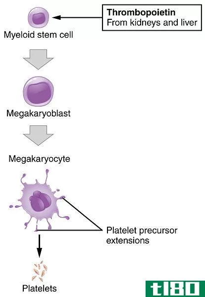 巨核细胞(megakaryocyte)和血小板(platelet)的区别