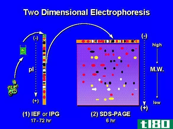 1天(1d)和二维凝胶电泳(2d gel electrophoresis)的区别