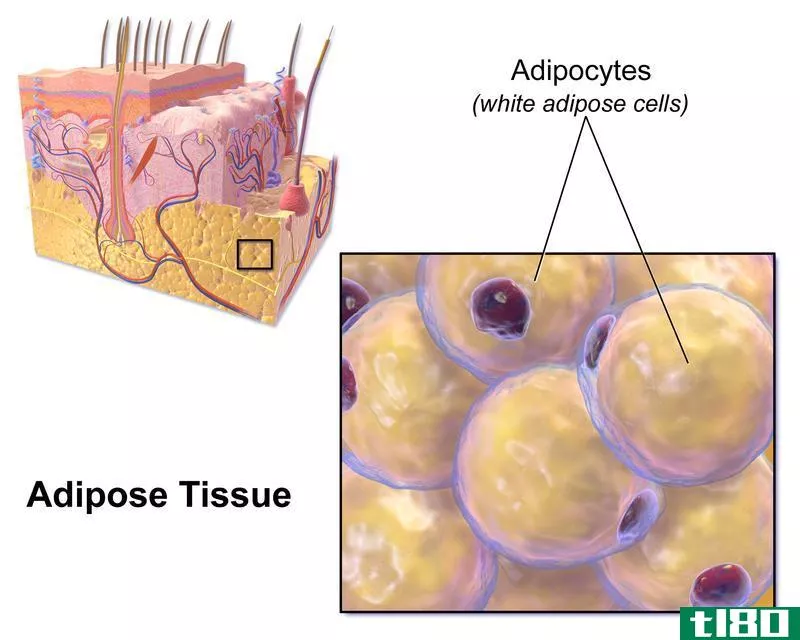 乳晕(areolar)和脂肪组织(adipose tissue)的区别