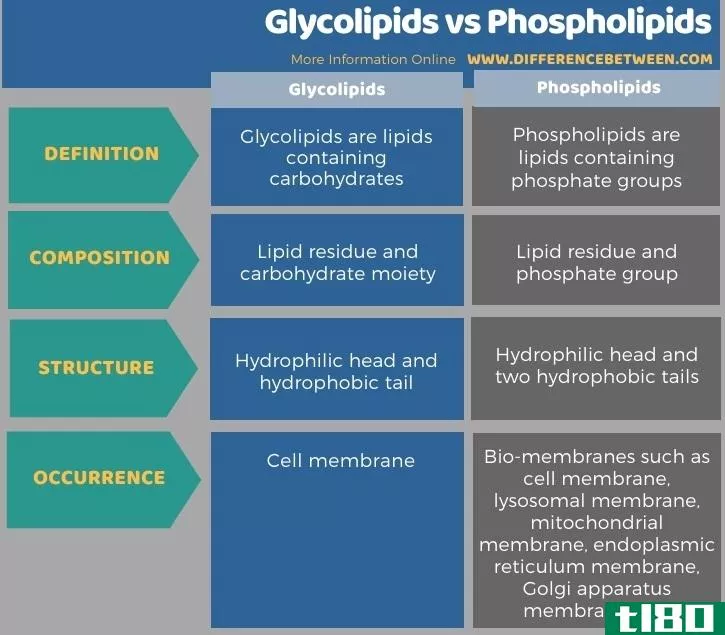 糖脂(glycolipids)和磷脂(phospholipids)的区别