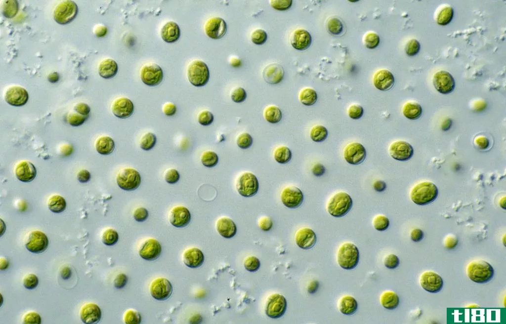大型藻类(macroalgae)和微藻(microalgae)的区别