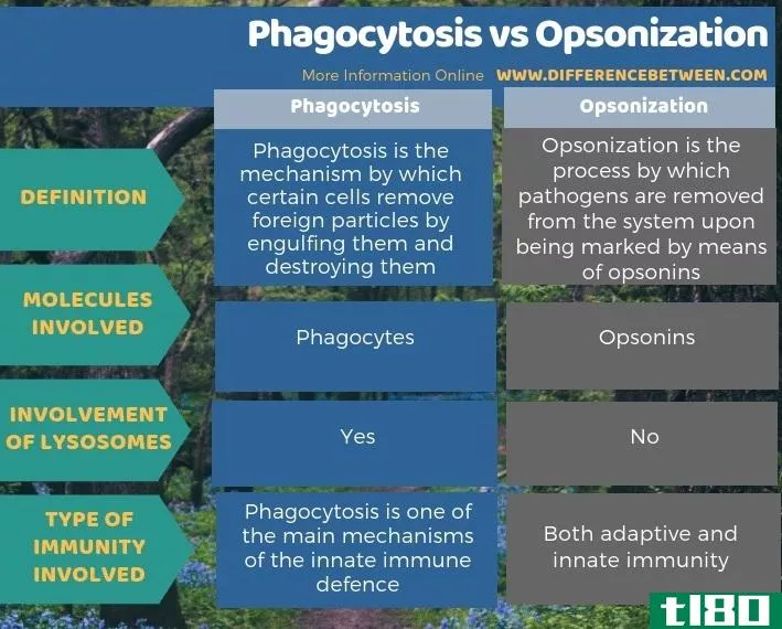 吞噬作用(phagocytosis)和调理(opsonization)的区别