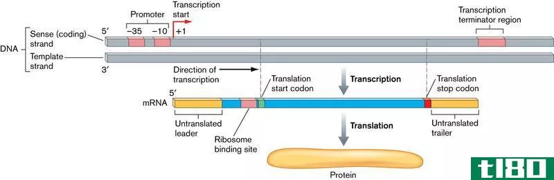 原核(prokaryotic)和真核转录(eukaryotic transcription)的区别