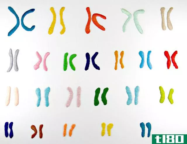 二十(xx)和xy染色体(xy chromosomes)的区别