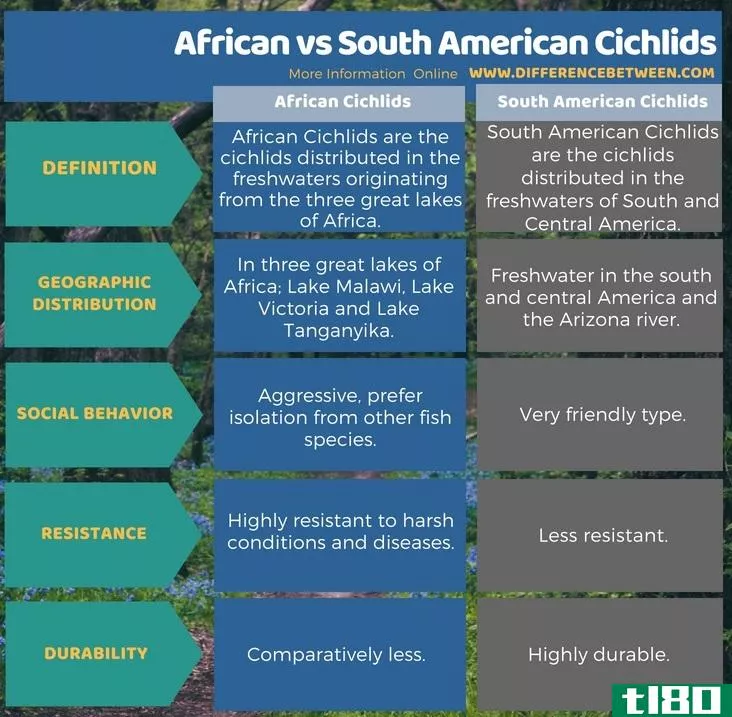 非洲人(african)和南美蝉(south american cichlids)的区别