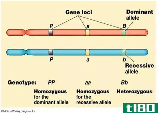 占主导地位(dominant)和隐性等位基因(recessive alleles)的区别