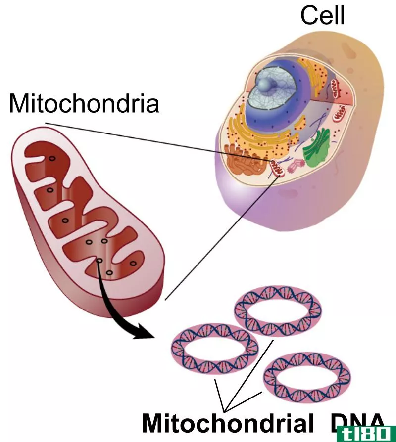 高尔基体(golgi bodies)和线粒体(mitochondria)的区别