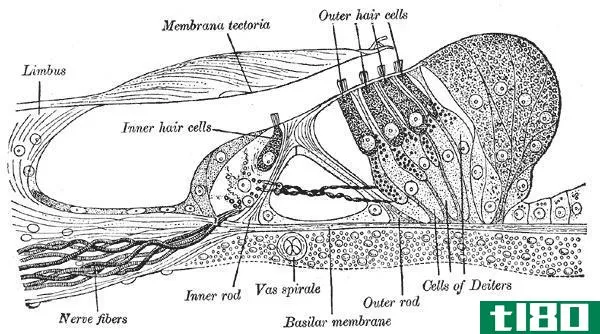内部的(inner)和外毛细胞(outer hair cells)的区别