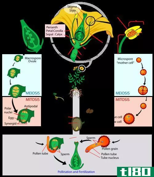 植物人(vegetative)和生殖细胞(generative cell)的区别