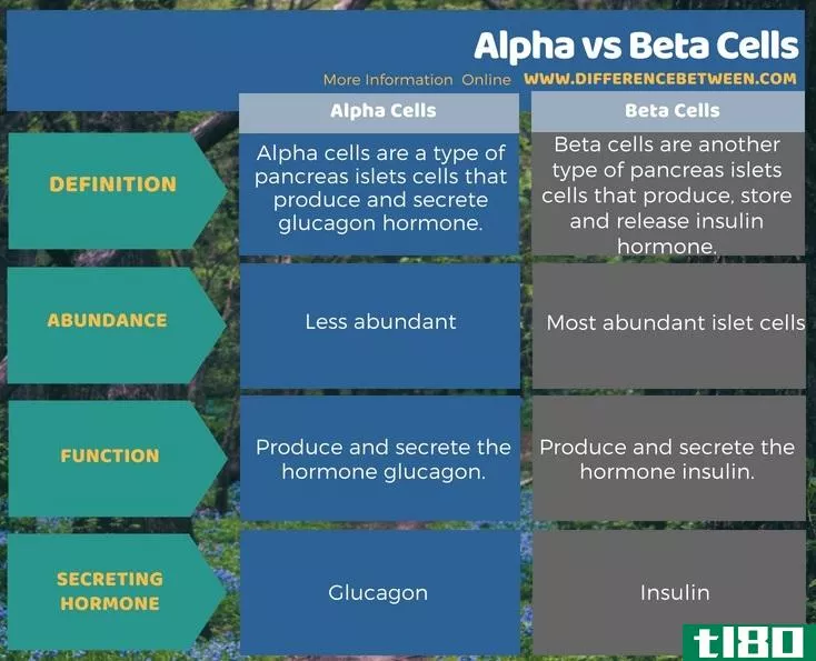 阿尔法(alpha)和β细胞(beta cells)的区别