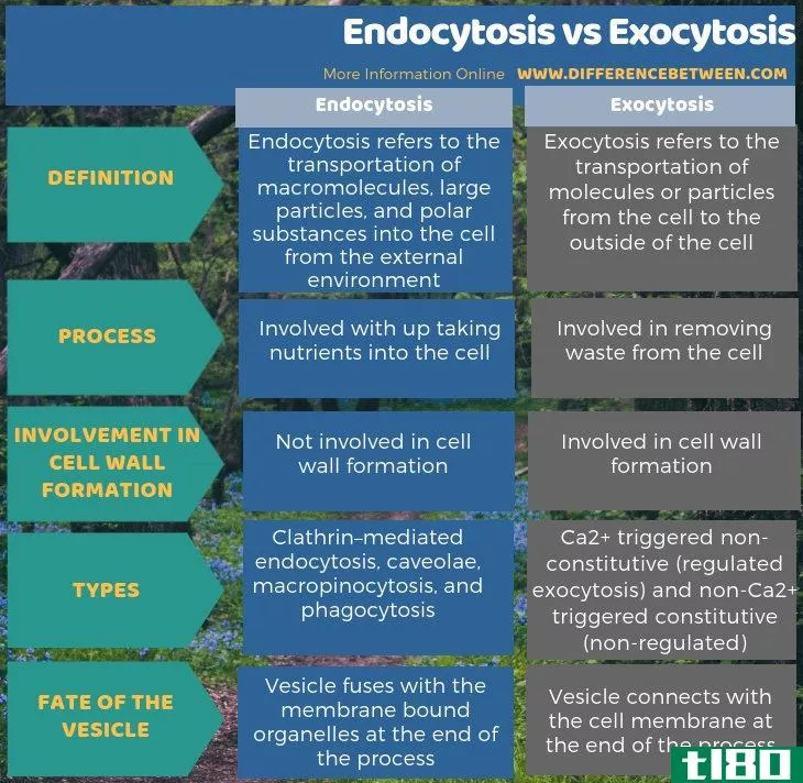 内吞作用(endocytosis)和胞吐(exocytosis)的区别