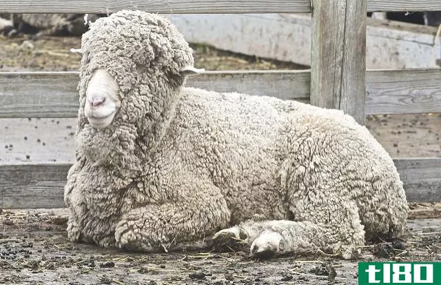 羊毛(wool)和美利奴羊毛(merino wool)的区别